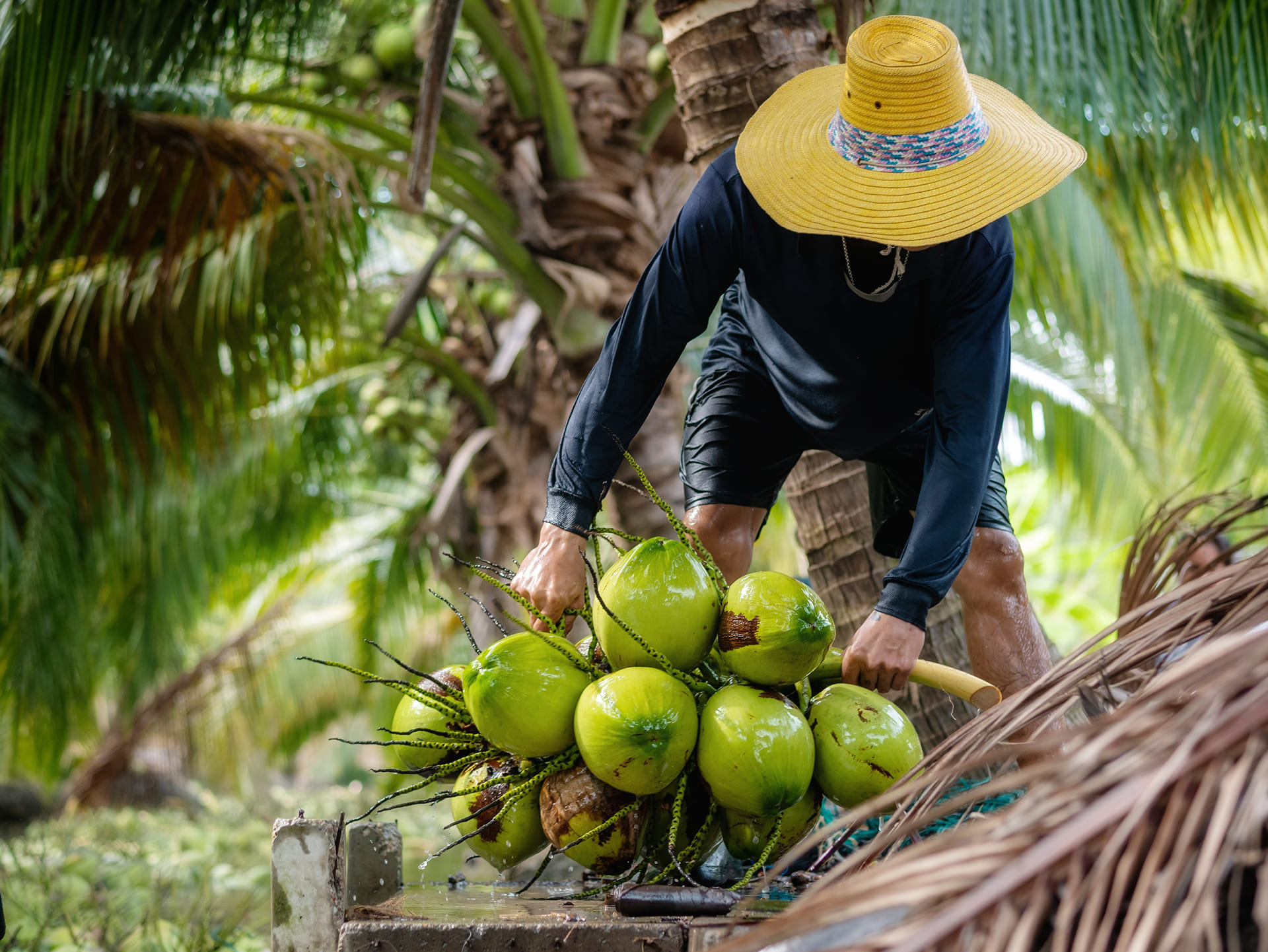 National Coconut Week